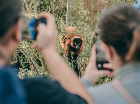 Chester Zoo welcomes ONE MILLION visitors in record time - Experience Chester