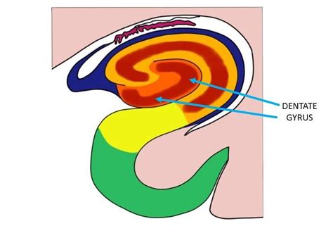 Know Your Brain: Dentate Gyrus