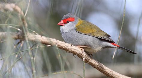 Red-browed Finch - BirdLife Australia