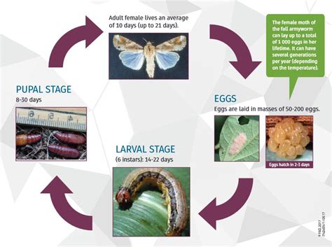 Fall Armyworm — Vikaspedia