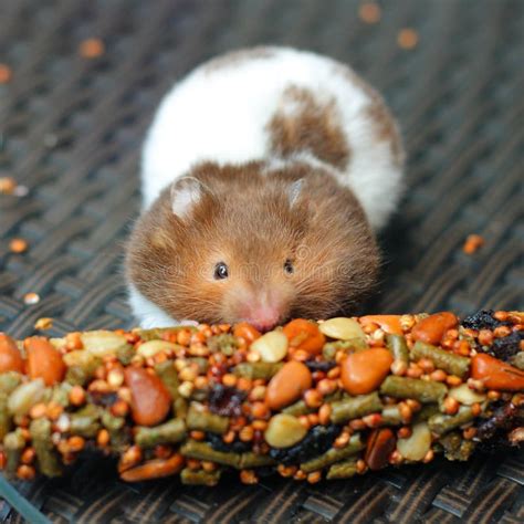 Funny Hamster Eating Food Stock Photos - Image: 33187983