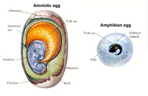 Amniotic egg | Animal science, Life organization, Taxonomy