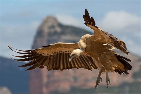 Griffon vulture - Wikipedia