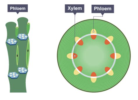 IGCSE Biology Notes: 2.51: Describe the Role of Phloem in Transporting Sucrose and Amino Acids ...