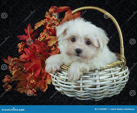 Cute Fall Puppy Stock Image - Image: 21340401