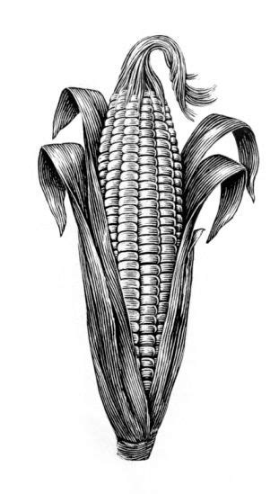 Corn on the cob and in the husk | Corn drawing, Sketch tattoo design, Ink illustrations