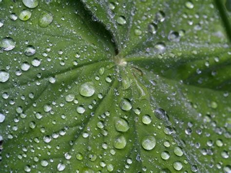 Lotus effect stock image. Image of water, green, nature - 4801901