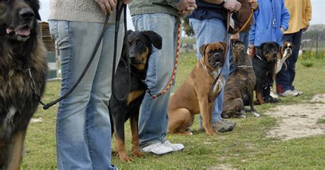 Dog Training in Denver CO | Sit Means Sit