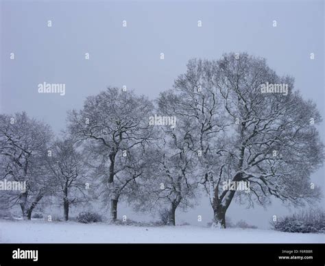 Snowy Winter Tree Scene Stock Photo - Alamy