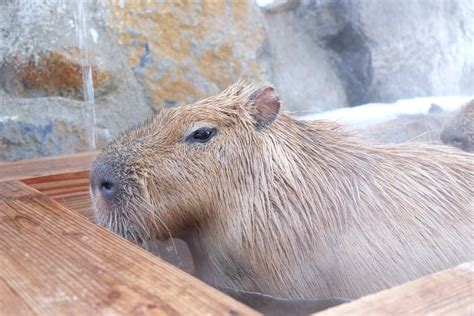 Capybara Relaxing In Japanese Hot Springs | カピバラ温泉 | Flickr