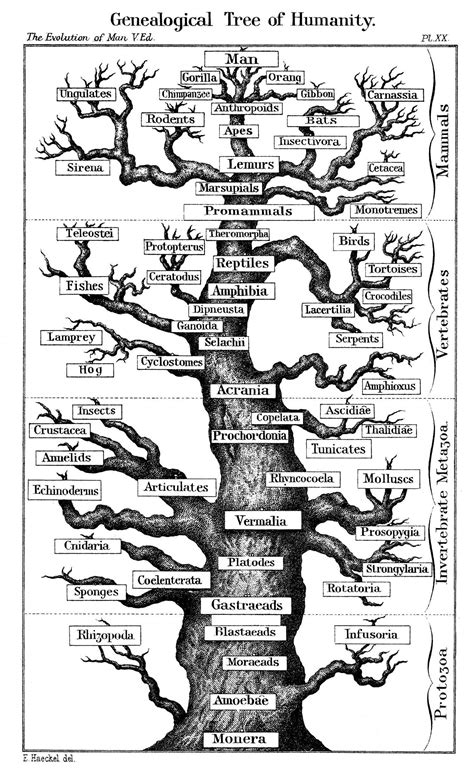 Genealogical Tree of Humanity | História natural, Evolução humana ...