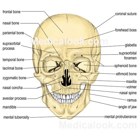 Facial bones - human anatomy organs