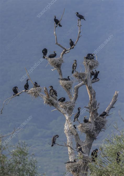 Common cormorant breeding tree - Stock Image - C057/4473 - Science ...