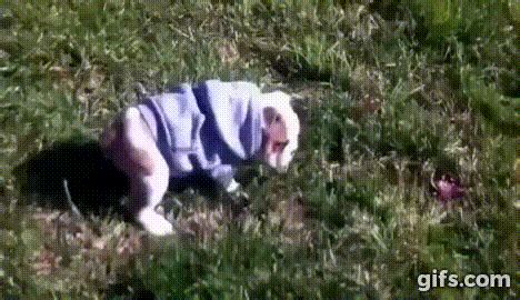 Funny Dog Fails Gifs