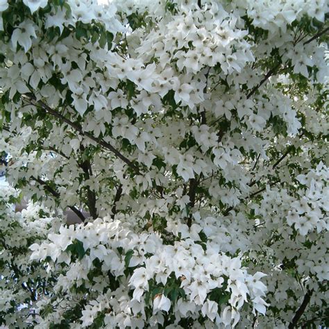 White Dogwood Full Bloom Free Stock Photo - Public Domain Pictures