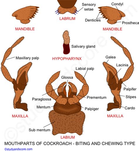 Mouthparts: Butterfly, cockroach, housefly, honey bee, Mosquito | Study ...