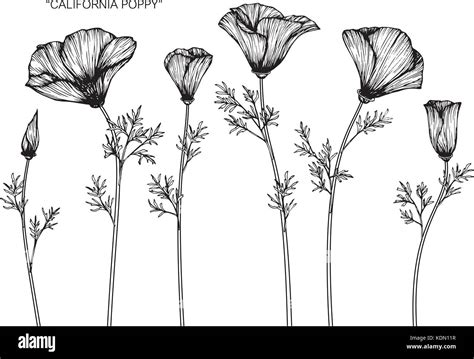 California poppy flower drawing illustration. Black and white with line art Stock Vector Image ...