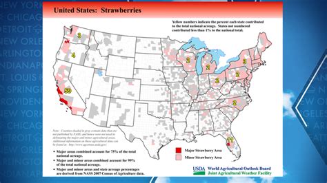 Sweet news for consumers: Fall strawberry production unfazed by weather ...