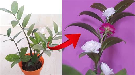 How to grow portulaca plants in ZZ plant _ moss rose _ zamioculcas zamiifolia plants care ...