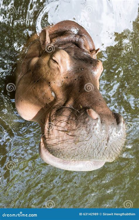 Smile Hippo face close up stock image. Image of hippo - 63142989