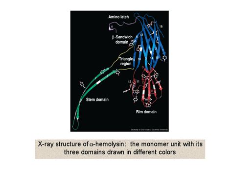 X-ray structure of a-hemolysin: the monomer unit with its three domains ...