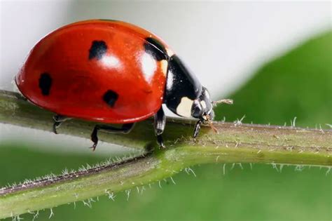 Massive ladybug swarm over California shows up on radar