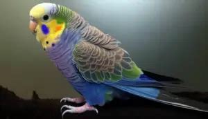 How To Breed Rainbow Budgie? (+ Mutation Chart) - Simple Steps