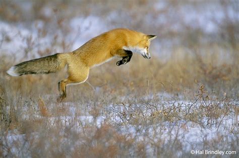 Photo of the Week: Leaping Red Fox