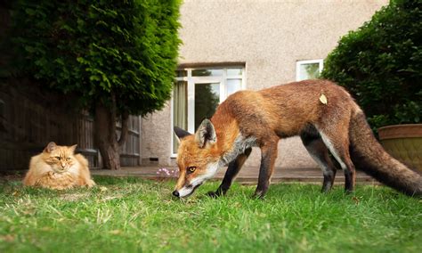 Foxes, cats and squirrels: how to deter them from your garden - Which? News