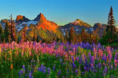 Wild Flowers Wallpapers - Wallpaper Cave