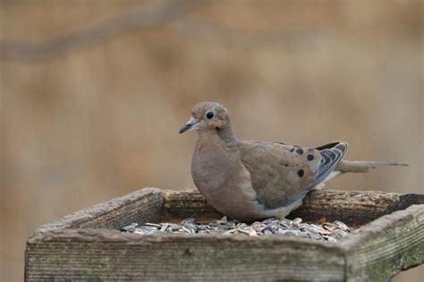 Dove Food: What Should You Feed Your Feathered Friends? | Kidadl