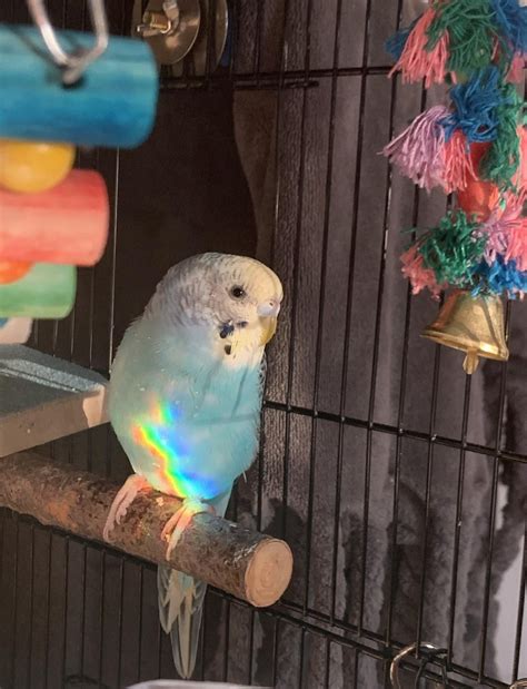 Rainbow budgie!! 🫶🏼 : r/budgies