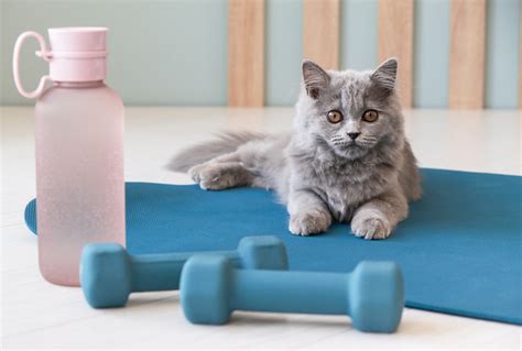 Tips for Helping My Cat Lose Weight | The Village Vets