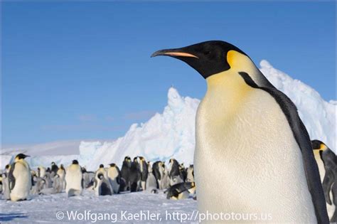 Portrait of an Emperor penguin — Photo Tours