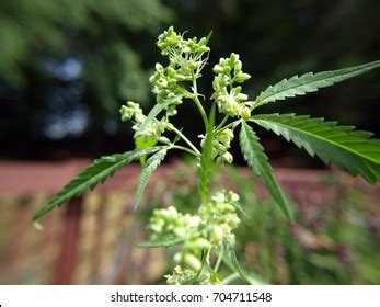 5,600 Male Cannabis Plant Images, Stock Photos, and Vectors | Shutterstock