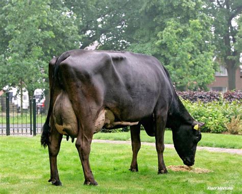 Cruce Aberdeen Angus, Counties Of England, Dairy Cattle, Beef Cattle, Scandinavian Countries ...