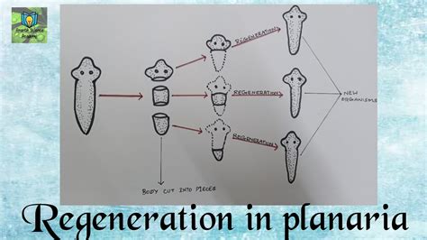 Regeneration Of Planaria