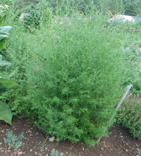 Artemisia annua (Qing-hao, Sweet Annie) seeds, organic | Strictly ...