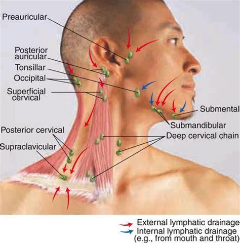 Posterior Cervical Chain Lymph Nodes Drainage - Best Drain Photos ...