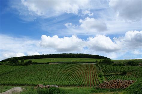 Burgundy wine grapes tell climate story, show warming accelerated in past 30 years | Science Codex