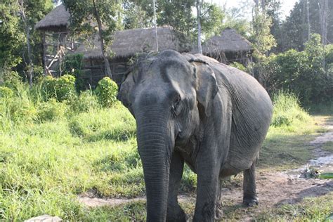 Cambodia Wildlife Sanctuary