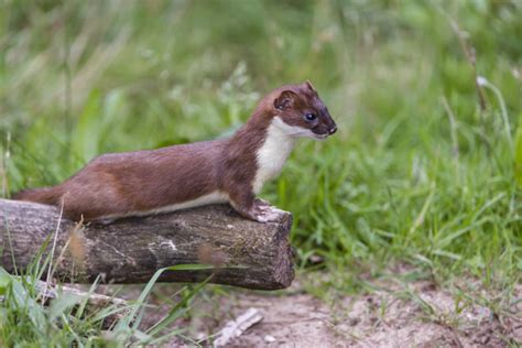 The stoat: habitat and behavior