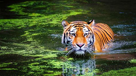 4k Animal Wallpaper For Pc - 4k Tiger Hd Wallpaper Wallpapers Animals ...