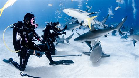 Photographing Sharks In The Bahamas | Scuba Diver Girls