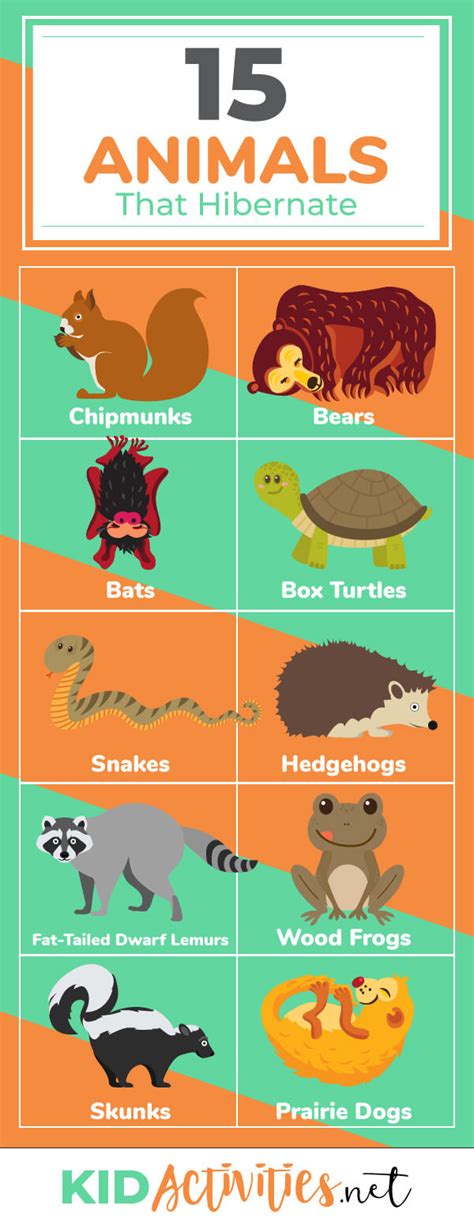 15 Animals that Hibernate During the Winter | Kid Activities