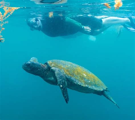 The Top 10 Snorkeling Sites in Galapagos Islands