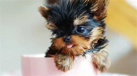 Teacup Yorkshire Terrier