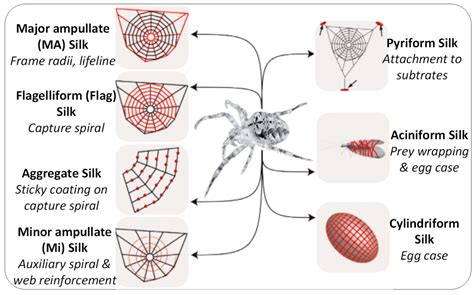 J. Compos. Sci. | Free Full-Text | Studies on the Geometrical Design of Spider Webs for ...