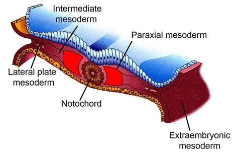 Mesoderm Development Extraembryonic Intraembryonic