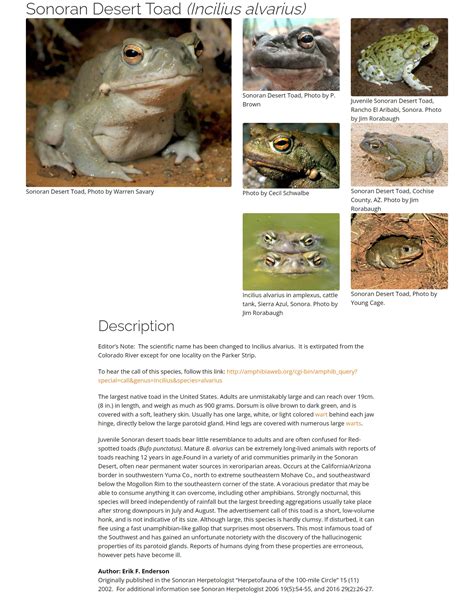 Sonoran Desert Toad – Tucson Herpetological Society